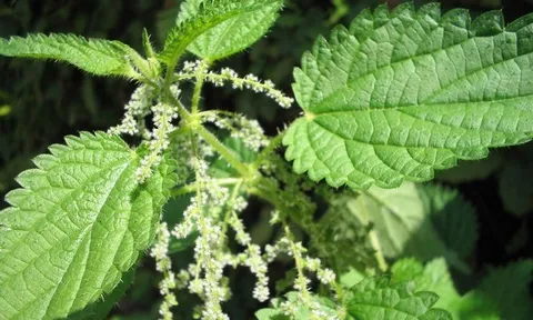 Loài cây dại là một kho báu dược liệu, bổ ngang nhân sâm, tổ yến