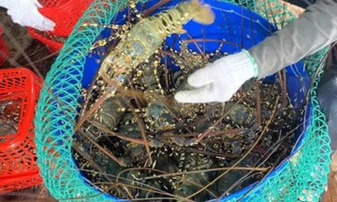 Thu về 11,3 tỷ USD/năm, ngành thủy sản Việt vẫn lộ nhiều “điểm yếu”