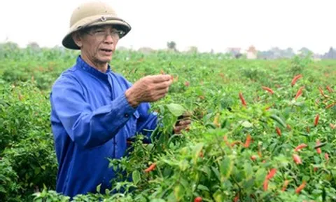 Giá ớt Thanh Hóa rớt một mạch, chính vụ chỉ còn 7.000 đồng/kg