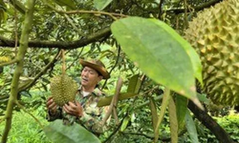 Giá sầu riêng có nơi chỉ còn 25.000 đồng/kg