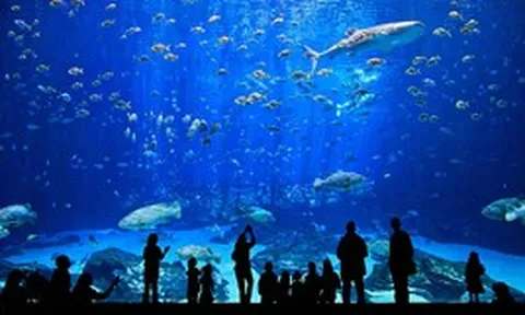 Việt Nam sắp có công viên thủy cung lớn nhất thế giới: Rộng hơn sân Mỹ Đình, sức chứa lên đến 450 triệu lít nước