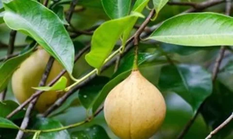 Đắt hơn sầu riêng, loại quả quý hiếm của Việt Nam vừa đón tin vui đầu năm: Xuất khẩu tăng mạnh 52%, trồng ít nhất 3 năm mới được thu hoạch