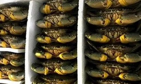 Cua biển Cà Mau tăng hơn 100.000 đồng/kg dịp lễ 30-4 và 1-5