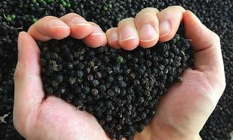 Việt Nam bán 95.100 tấn hạt tiêu, Mỹ mua nhiều nhất và trả giá cao