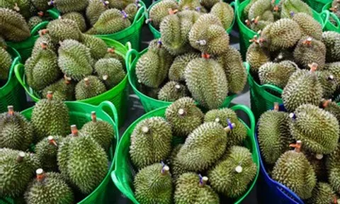 Hàng trăm xe sầu riêng ùn ứ, giá lao dốc: Bộ yêu cầu phản ứng nhanh