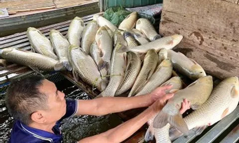 Sau trận mưa dông, gần 9 tấn cá nổi trắng sông Lam, hé lộ nguyên nhân ban đầu