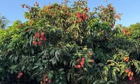 Trung Quốc chạy đua đưa mặt hàng 'vàng treo trên cây' sang Trung Đông, cước hàng không tăng gấp 5 lần