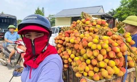 Vải sớm mất mùa, giá chênh gấp ba: Hàng đẹp thành 'của hiếm', hàng xấu bị ép giá