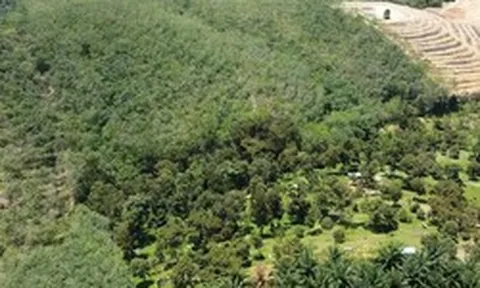 Không phải đảo Hải Nam, láng giềng Việt Nam bất ngờ phát hiện một vùng 'đất vàng' trồng sầu riêng