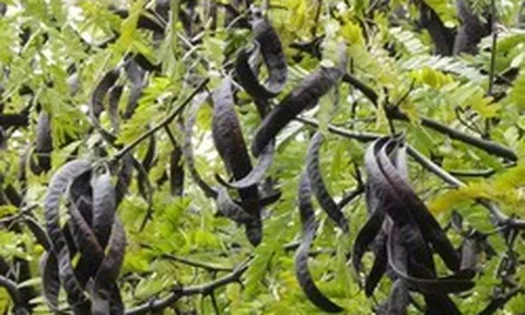 Loại quả 'mọc hoang' của Việt Nam 'khát hàng' tại Trung Quốc, giá hơn 2 triệu đồng/kg