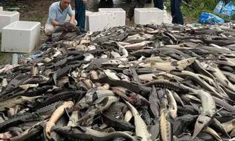 Hơn 10.000 con cá tầm bị lũ cuốn trôi ở Quảng Ninh, người dân kêu gọi 'giải cứu'