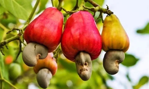 2 loại hạt được ví như "máy sạc tự nhiên" cho não, hạt số 1 ở quê có nhiều nhưng ít ai hay