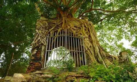 Độc đáo cây đa cổ thụ, rễ mọc ôm trọn cổng phủ cổ kính trăm năm tuổi