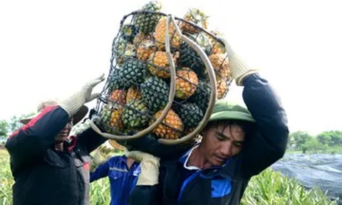 Gùi dứa thuê giữa nắng gắt đầu hè, nông dân Thanh Hóa kiếm tiền triệu mỗi ngày