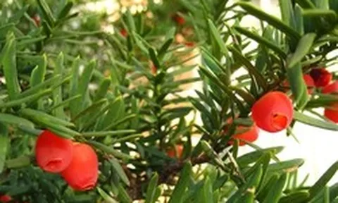 Phát hiện "báu vật đỏ" ở Lâm Đồng, chứa hoạt chất đắt đỏ hàng trăm nghìn USD/kg