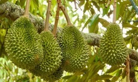 Tránh Việt Nam và Thái Lan, một đối thủ sầu riêng chọn lối đi riêng: Không chạy theo sản lượng, tập trung bán phân khúc cao cấp tại Trung Quốc