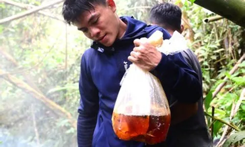 Liều mình leo trèo giữa đại ngàn, thợ săn mật ong bỏ túi bạc triệu mỗi ngày