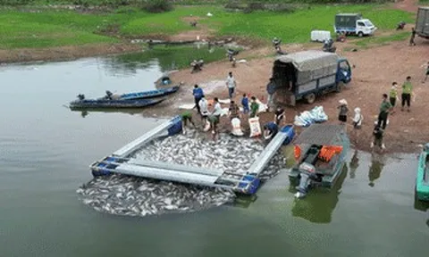 Hơn 100 tấn cá chết trắng hồ Trị An sau mưa lớn đầu mùa