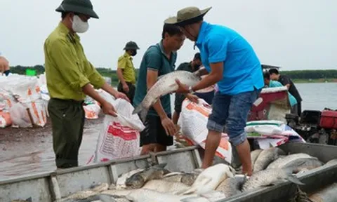 Hé lộ nguyên nhân ban đầu khiến hơn 200 tấn cá chết trắng hồ Trị An