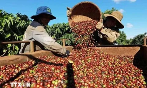 Nắng nóng thị trường và ‘giấc mơ Chapi’ cho Cà phê Việt