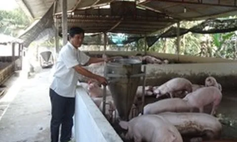 Người nuôi heo lãi lớn