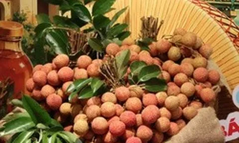 Giá vải thiều tăng cao chưa từng có, loại đẹp và chất lượng cao giá từ 130-150 ngàn đồng/kg