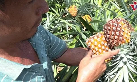 Giá dứa rớt còn 5.000 đồng/kg, nông dân bất lực nhìn quả thối ngoài ruộng