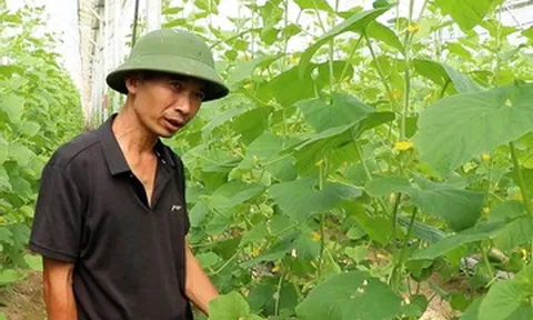 Bỏ việc lương 50 triệu ở Hà Nội, kỹ sư chi 10 tỷ về quê làm điều ít ai dám