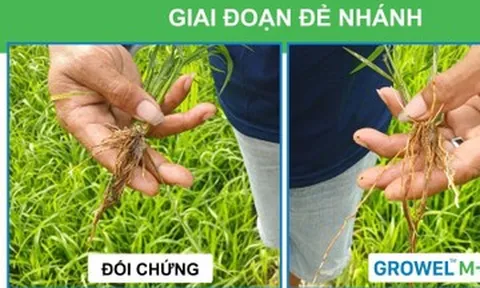 Biến rơm rạ thành phân bón ngay tại ruộng giúp canh tác lúa bền vững