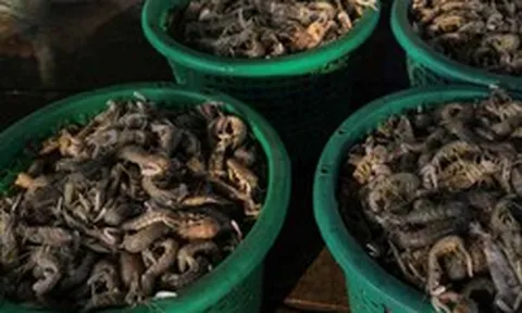 Sau gạo, thêm một mặt hàng của Thái Lan bị ‘cấm cửa’ tại quốc gia Đông Nam Á
