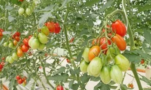 Nghị viện Châu Âu chính thức thông qua Quy định về cây trồng được tạo ra bằng các Kỹ thuật Di truyền Mới