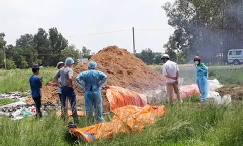 Phát hiện dịch tả lợn châu Phi, tiêu hủy toàn bộ đàn hơn 1.900 con