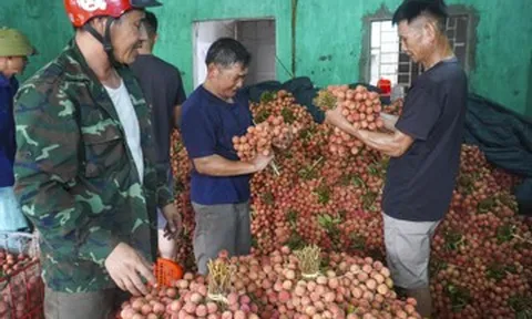 Vải thiều Bắc Ninh mất mùa nhưng thắng lớn, doanh thu gần 6.000 tỷ đồng