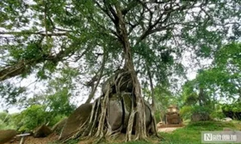 Cận cảnh cây sanh di sản nghìn tuổi ôm đá thế ‘mâm xôi con gà’ độc nhất vô nhị ở Nghệ An
