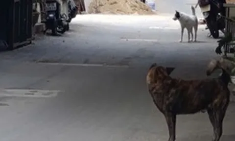 Đà Nẵng lập khu nuôi nhốt chó thả rông, quá 48 giờ không ai nhận sẽ xử lý