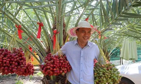 Vườn chà là ‘ngoại’ trĩu quả ở Khánh Hòa, giá hơn nửa triệu đồng/kg