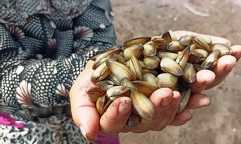 Luyện mắt tinh, tay nhanh, người dân Ninh Bình săn 'lộc trời' dưới lớp cát
