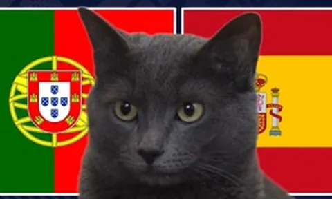 Mèo "tiên tri" dự đoán kết quả trận Bồ Đào Nha vs Tây Ban Nha: Khó cho Ronaldo