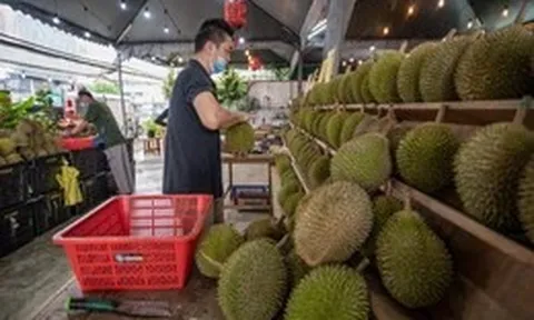 Sầu riêng thu hút cử tri Malaysia về quê đi bầu