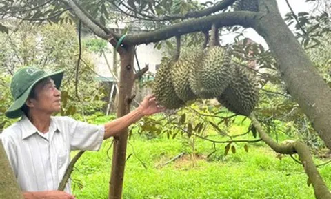 Sầu riêng nhiều vườn ở Đắk Lắk 'xấu mã', thương lái đổi cách mua