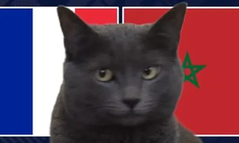 Mèo "tiên tri" dự đoán kết quả trận Pháp vs Morocco: Lựa chọn gây sốc