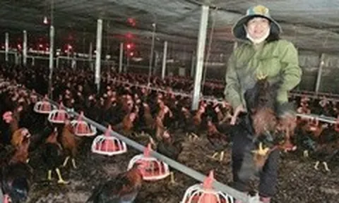 Giá cám tăng nhưng giá gà lại ở mức thấp kéo dài, người nuôi ôm lỗ