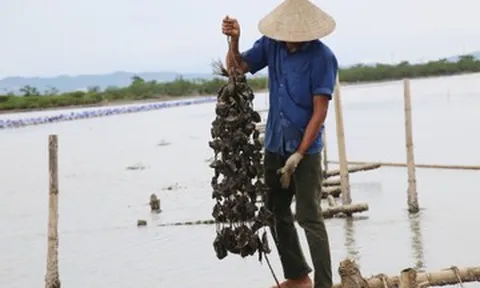 Nuôi loài không phải cho ăn, nông dân ven sông Rào Cái thu tiền tỷ