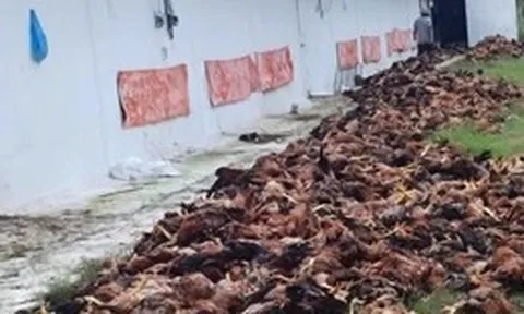 10.000 con gà nuôi chết ngạt sau khi trang trại bị chập điện