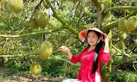 Mở cửa đón khách, chủ vườn ở An Giang bán sầu riêng giá gấp 3 lần thị trường