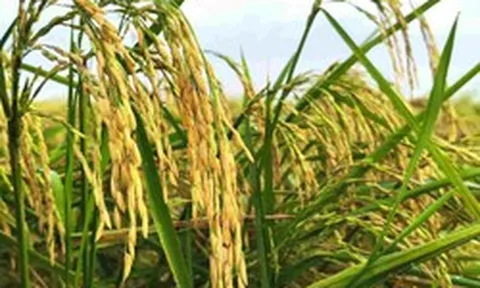 Một khách hàng của gạo Việt ra thông báo ngừng nhập khẩu