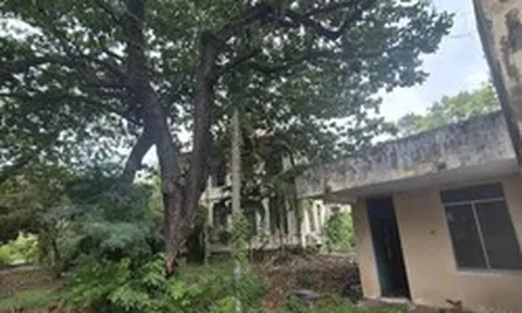 Cận cảnh hàng loạt trụ sở 'hoang phế' tại trung tâm Vũng Tàu