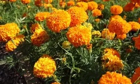 Cúc vạn thọ có thể trở thành 'siêu thực phẩm' mới?