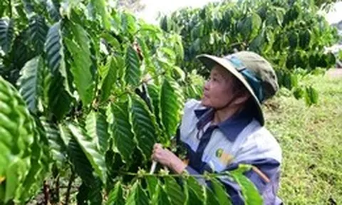 Chỉ còn 5 tháng để doanh nghiệp tuân thủ quy định chống phá rừng, cần lưu ý gì?