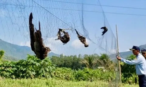 Ngành yến 600 triệu USD trước nguy cơ mất 'mỏ vàng' vì nạn săn bắt và hàng giả